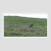 Bobcat in Grassy Field Sticker