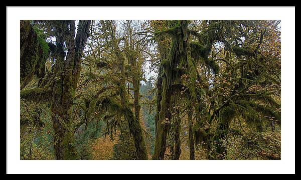 Moss-Covered Forest Trees Framed Print