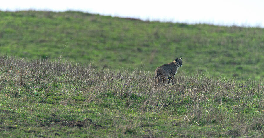 Bobcat in Grassy Field Photograph - Bobcat in Point Reyes by Brandon Wichmann