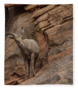 Bighorn Sheep On Rocky Terrain Fleece Blanket