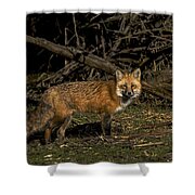 Fox In Sunlit Forest Clearing Shower Curtain