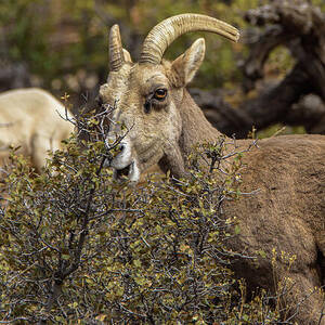 Bighorn Sheep in Zion National Park by Brandon Wichmann