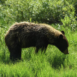 Solitary Bear in Grand Teton National Park
