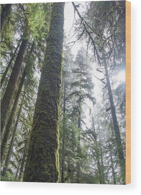 Majestic Forest Canopy In Olympic National Park Wood Print