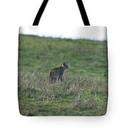 Bobcat in Grassy Field Tote Bag