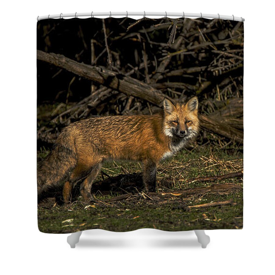 Fox In Sunlit Forest Clearing Shower Curtain