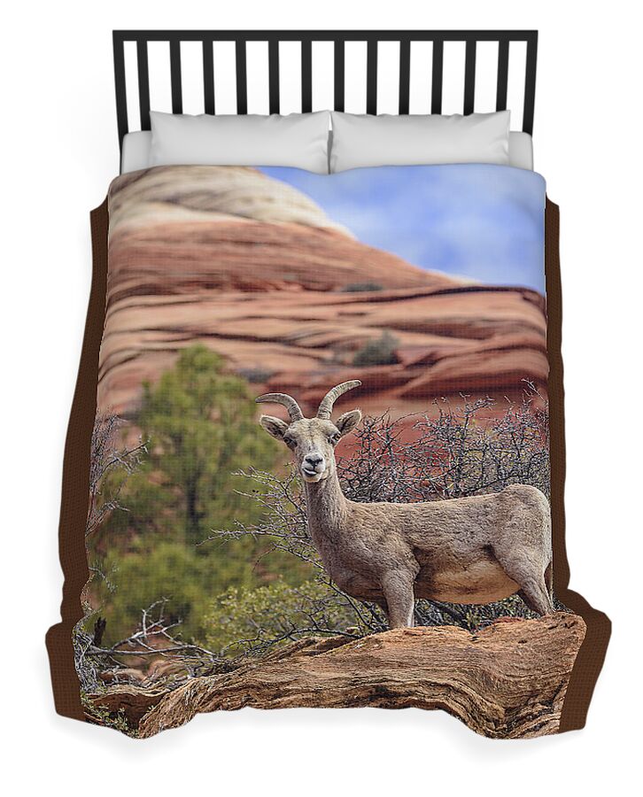 Big Horn Sheep In Zion National Park Duvet Cover