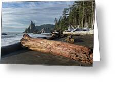 Driftwood on a Pebbled Beach Greeting Card