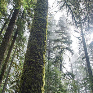 Majestic Forest Canopy in Olympic National Park by Brandon Wichmann Majestic Forest Canopy in Olympic National Park by Brandon Wichmann