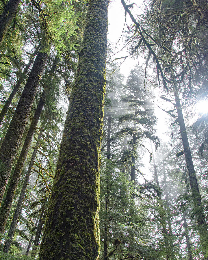 Majestic Forest Canopy in Olympic National Park Photograph by Brandon Wichmann