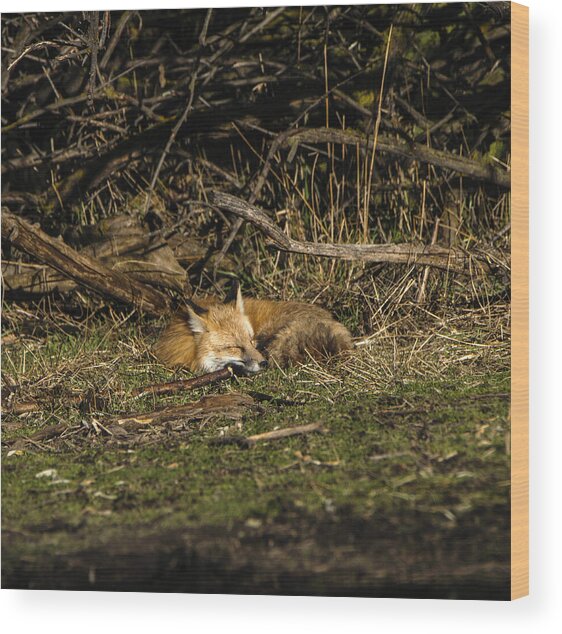 Peaceful Fox In Sunlit Meadow Wood Print