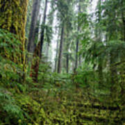 Misty Forest Silhouettes In Olympic National Park Art Print