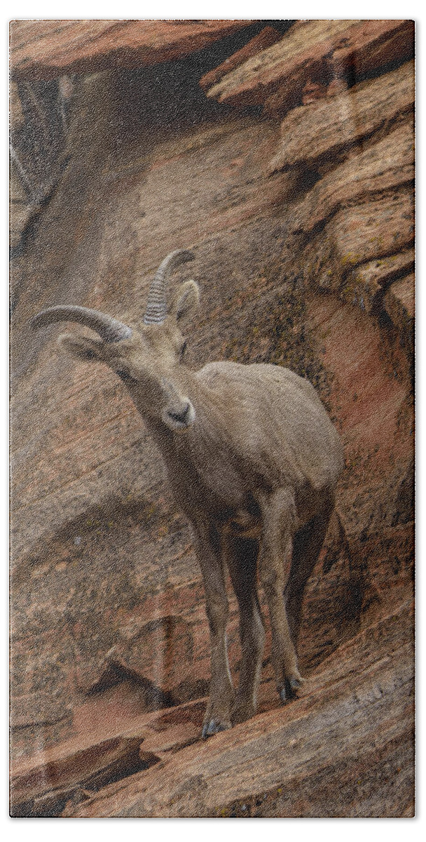 Bighorn Sheep On Rocky Terrain Bath Towel