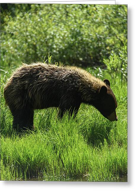 Grand Teton National Park Greeting Cards