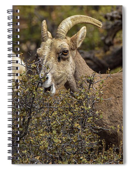 Bighorn Sheep in Zion National Park Spiral Notebook by Brandon Wichmann