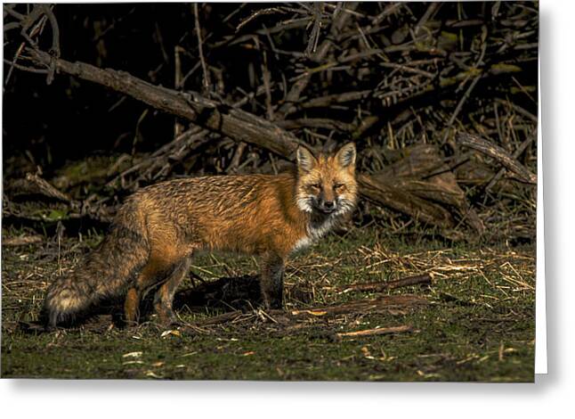 Fox In Sunlit Forest Clearing Greeting Card
