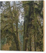 Moss-Covered Forest Trees Wood Print