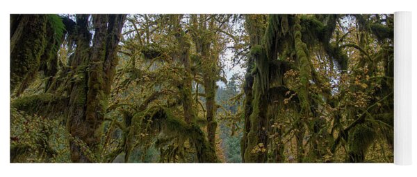 Moss-Covered Forest Trees Yoga Mat