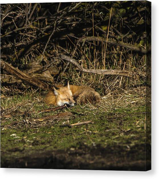 Peaceful Fox in Sunlit Meadow Canvas Art Print by Brandon Wichmann
