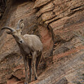 Bighorn Sheep on Rocky Terrain by Brandon Wichmann