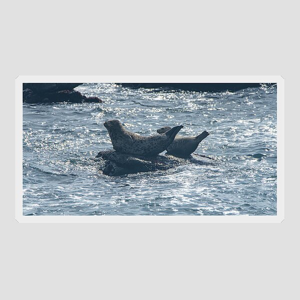 Seals Resting On Rocky Shoreline Sticker