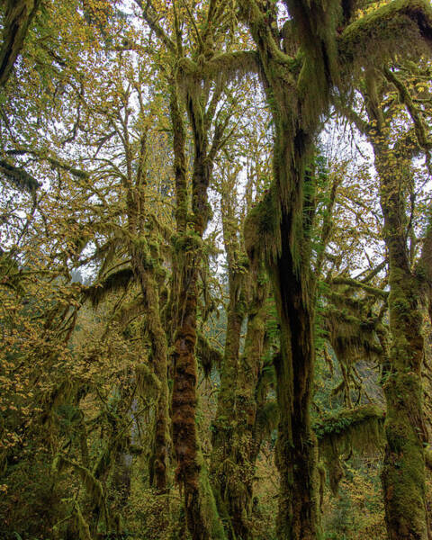 Moss-Covered Trees in a Dense Forest Poster