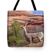 Big Horn Sheep In Zion National Park Tote Bag