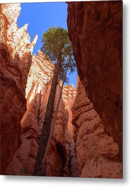 Tree Reaches Skyward In Bryce Canyon National Park Metal Print